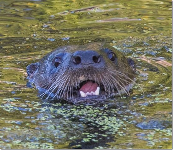 Beaver Lodge Spring 2018